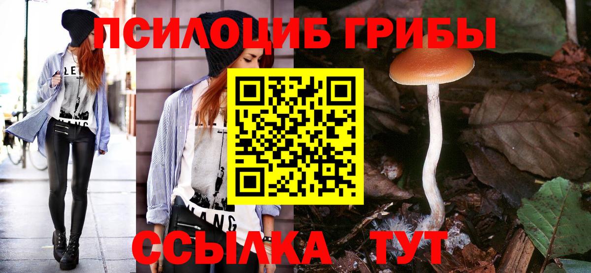 Псилоцибиновые грибы Psilocybe Москва