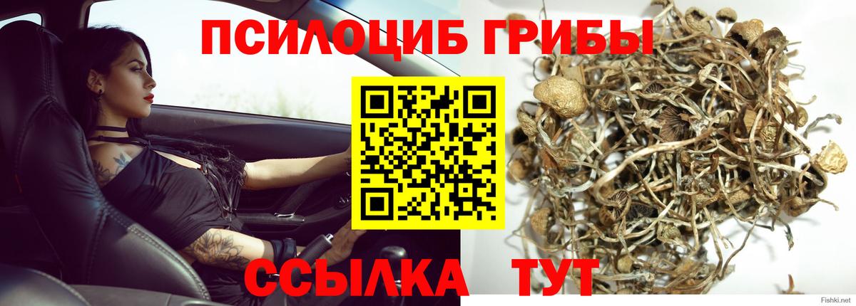 Москва  Галлюциногенные грибы Psilocybine cubensis  Вход с VPN 